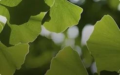 Estratto di Ginkgo Biloba
